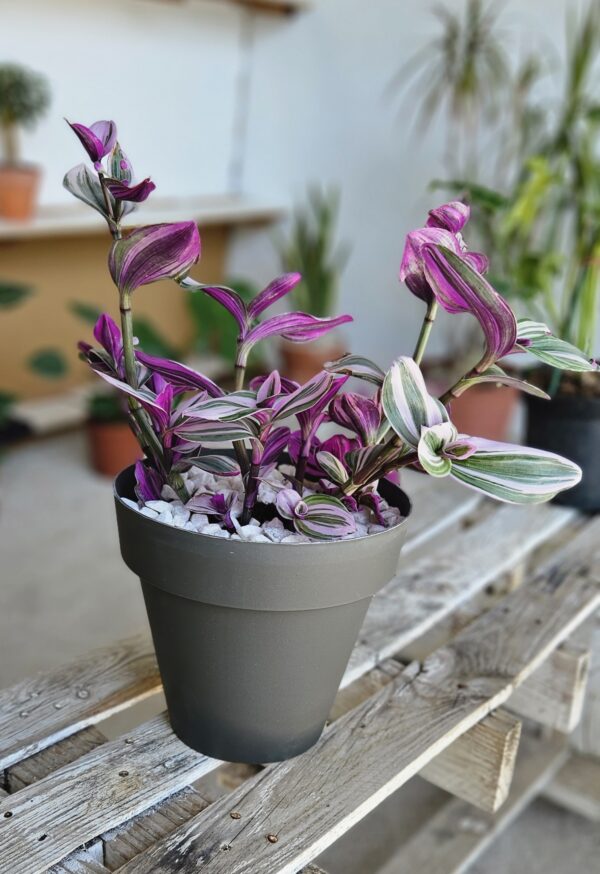 Compost - Imagen 3
